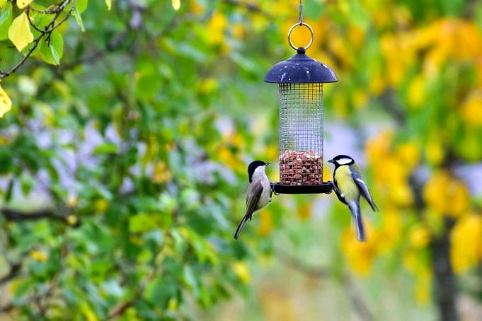 Dix Oiseaux De Jardin Que Vous Devriez Voir Sur Votre Mangeoire à Oiseaux
