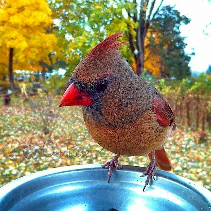 Une Femme Installe Une Caméra De Mangeoire à Oiseaux Dans Son Jardin Pour Capturer Des Amis à Plumes